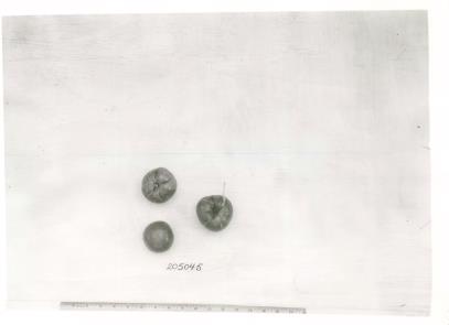FRUIT
